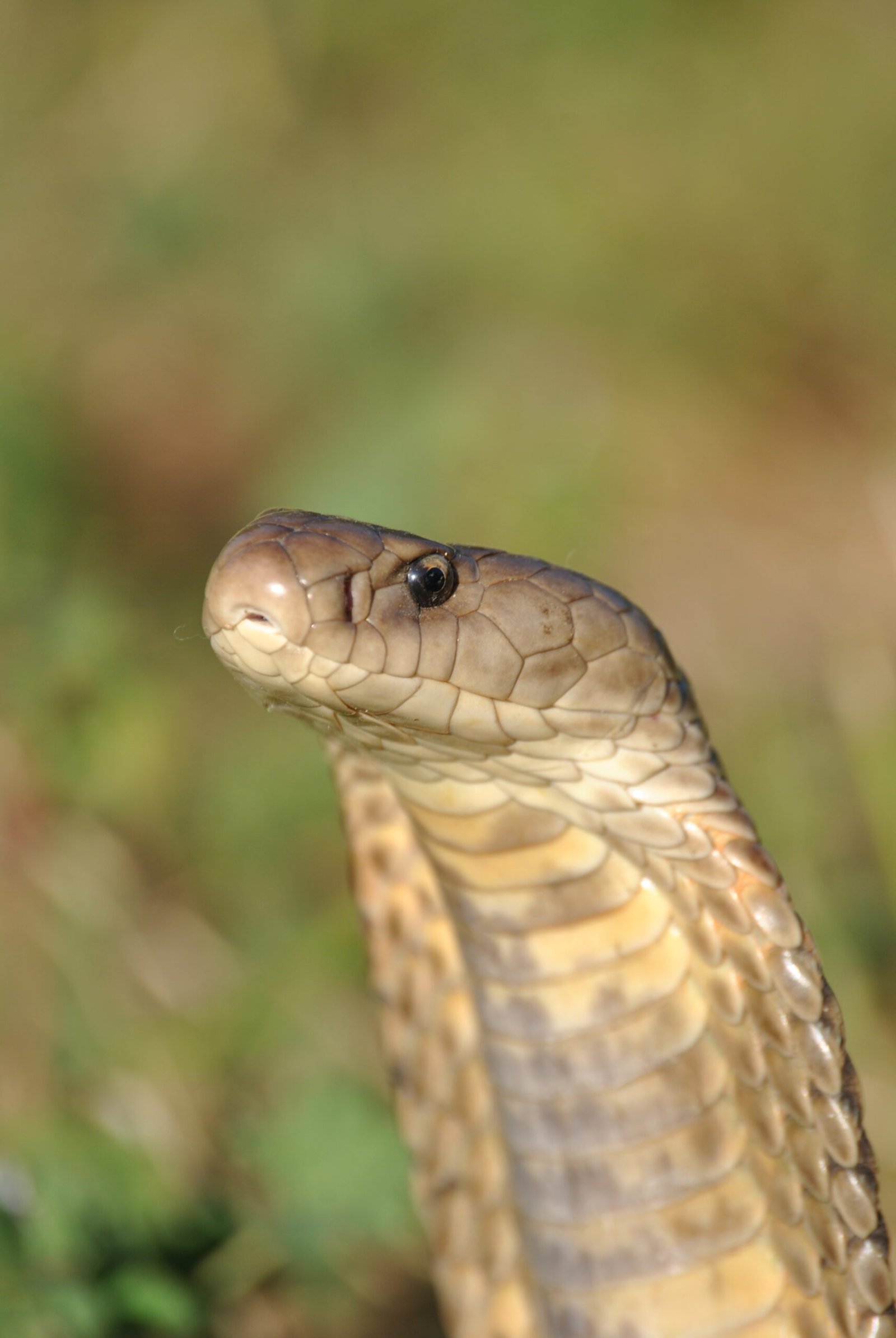 Змеи в калужской области какие водятся фото и названия